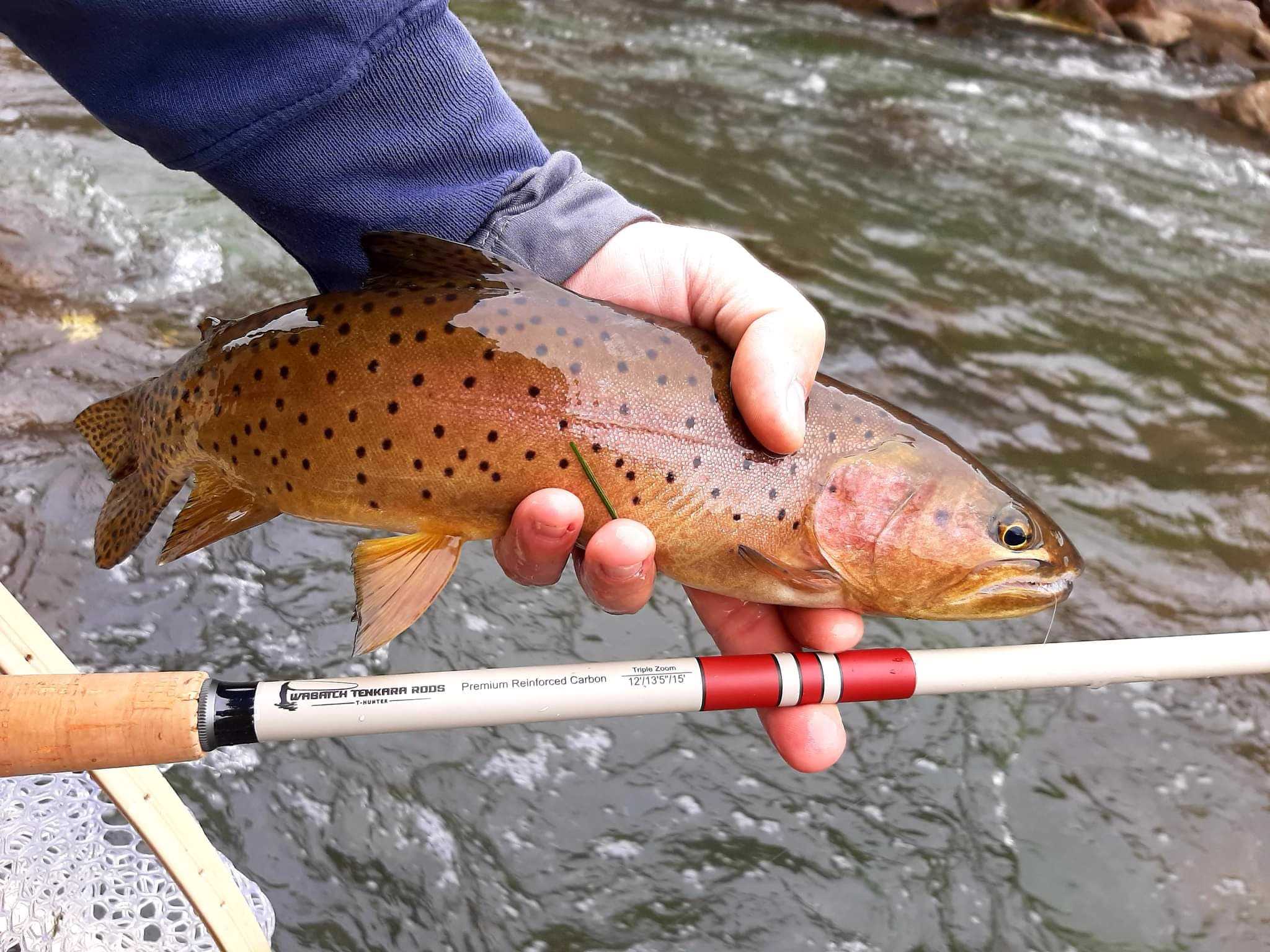 Wasatch Tenkara