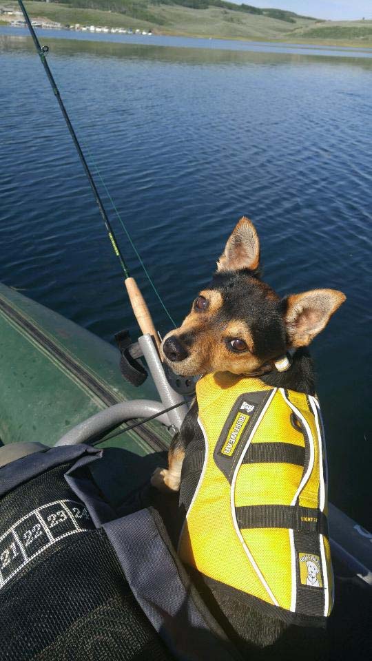 Paco the Fishing Dog - Photo by club president Eric Luna Paco the Fishing Dog
