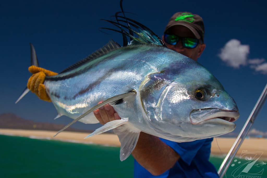 Roosterfish photo 2